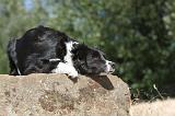 BORDER COLLIE 099